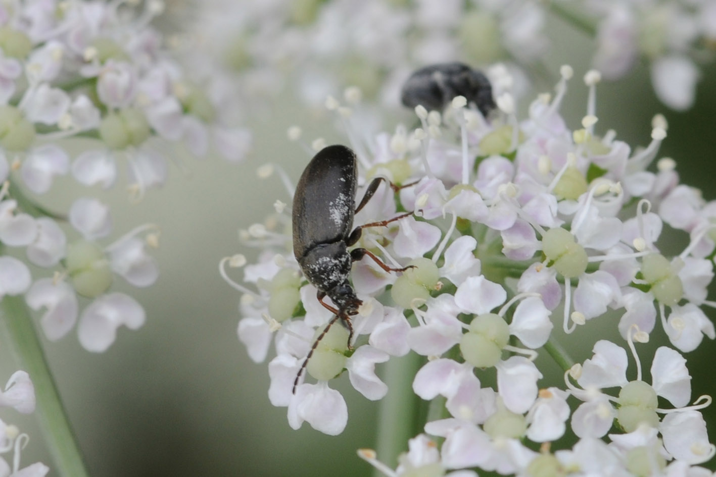 Isomira sp., Tenebrionidae/Alleculidae